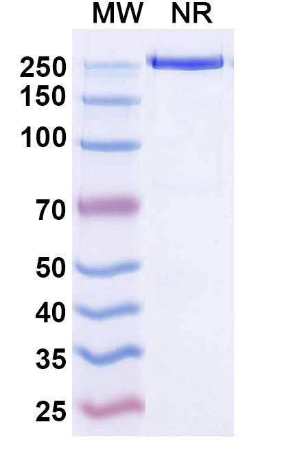 Anti-Human IL-22 R alpha 1 Reference Antibody (Temtokibart) – Figure 1 of 1