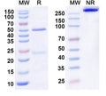 Anti-Human IL22RA1 Reference Antibody (ARGX-112) – Figure 1 of 1