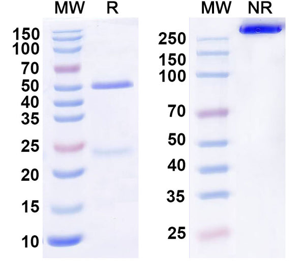 Anti-Human IL22RA1 Reference Antibody (ARGX-112) – Figure 1 of 1