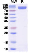 Recombinant Human CD113/NECTIN3 Protein, C-Fc