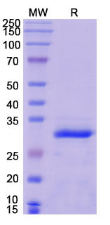 Recombinant Human CYGB Protein, N-His-SUMO