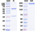 SDS-PAGE for Anti-Human CD274/PD-L1/B7-H1 Antibody (2.7A4).