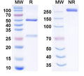 Anti-Human PD-L1/B7-H1 Reference Antibody (Pacmilimab) – Figure 1 of 3