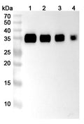 Detects Human CD274/PD-L1/B7-H1 in indirect ELISAs.