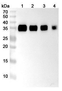Detects Human CD274/PD-L1/B7-H1 in indirect ELISAs.