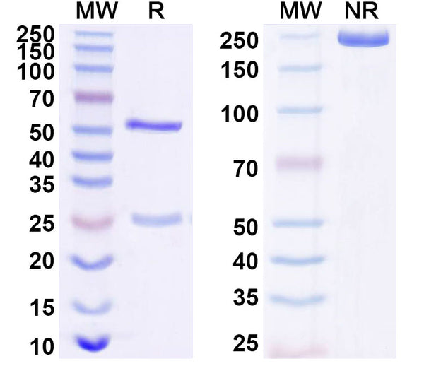 SDS-PAGE for Anti-Human CD274/PD-L1/B7-H1 Antibody (SP142).