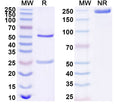 SDS-PAGE for Anti-Human CD274/PD-L1/B7-H1 Antibody (SP263)