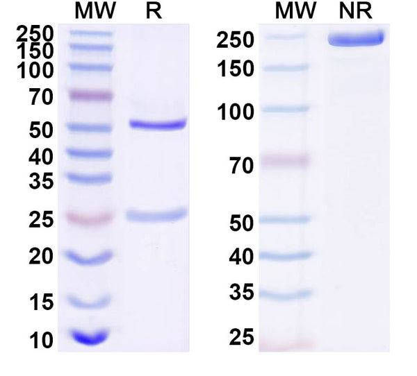 SDS-PAGE for Anti-Human CD274/PD-L1/B7-H1 Antibody (SP263)