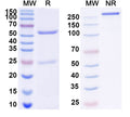 SDS-PAGE for Anti-Human CD274/PD-L1/B7-H1 Antibody (405.9A11)