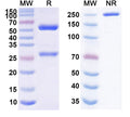 Anti-Human PD-L1/B7-H1 Reference Antibody (Opucolimab) – Figure 1 of 1