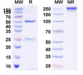 SDS-PAGE for Anti-Human CD274/PD-L1/B7-H1 Antibody (SAA0088)
