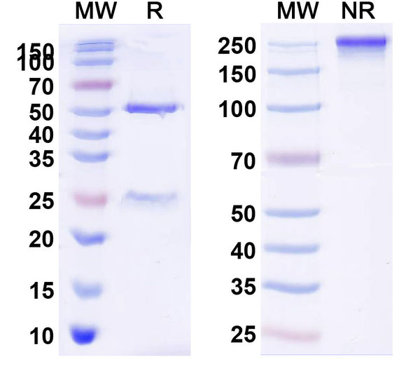 SDS-PAGE for Anti-Human CD274/PD-L1/B7-H1 Antibody (SAA0088)