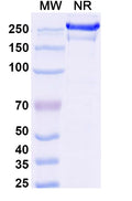 Anti-Human PD-L1/B7-H1 Reference Antibody (Bms-936559/Mdx-1105) – Figure 1 of 1