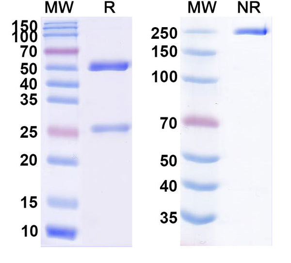 Anti-Human PD-L1/B7-H1 Reference Antibody (Garivulimab) – Figure 1 of 1