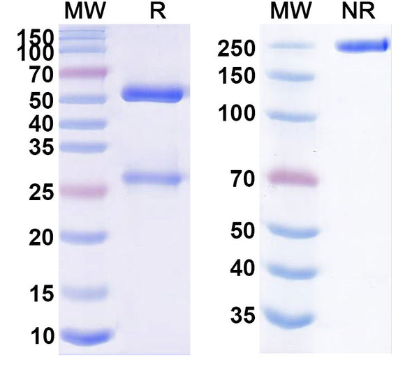 Anti-Human PD-L1/B7-H1 Reference Antibody (Sudubrilimab) – Figure 1 of 1
