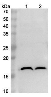 Western blot analysis was performed using anti-MAP1LC3A polyclonal antibody at 1ug/mL on various samples.
Lane 1: Mouse brain lysate
Lane 2: Rat brain lysate