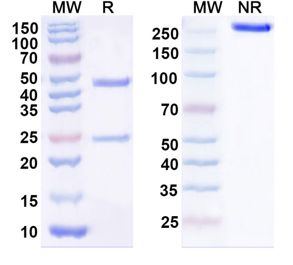 Anti-Human GPA33 Reference Antibody (KRN330) – Figure 1 of 1