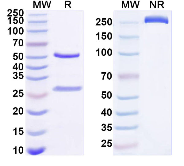 SDS-PAGE for Anti-Human IL25/IL17E Antibody (H4H10).