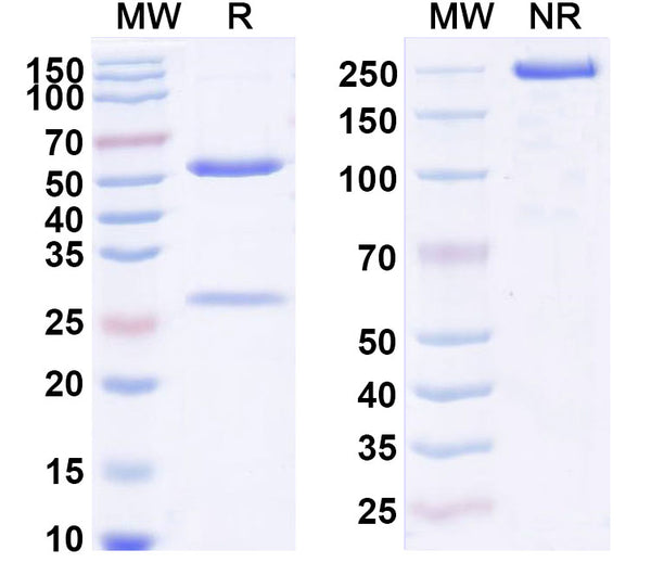 Anti-Human IL25/IL17E Reference Antibody (ABM125) – Figure 1 of 1