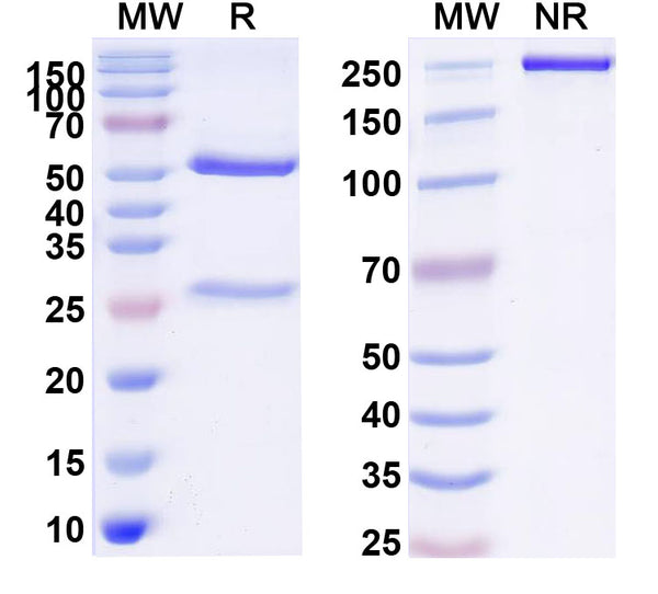 Anti-Human NECTIN4/PVRL4 Reference Antibody (Bulumtatug) – Figure 1 of 1