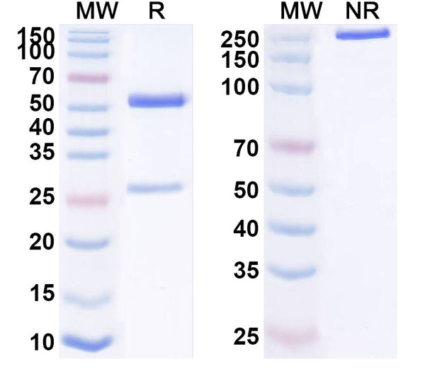 Research Grade Notiretatug – Figure 1 of 1