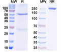 SDS-PAGE for InVivoMAb Anti-Human GDF15 (Iv0048).