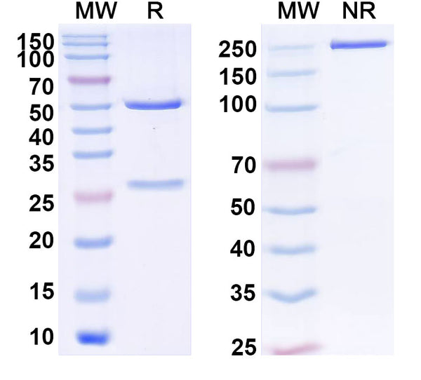 SDS-PAGE for Anti-Human GDF15 Monoclonal Antibody (1A346)