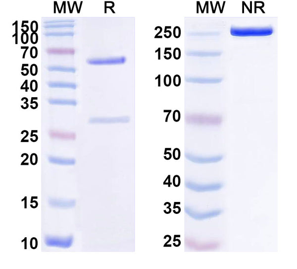 SDS-PAGE for Anti-Human GDF15 Monoclonal Antibody (1A347)