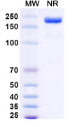 Anti-Human GDF-15 Reference Antibody (Visugromab) – Figure 1 of 1