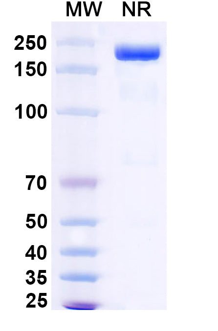 Anti-Human GDF-15 Reference Antibody (Visugromab) – Figure 1 of 1