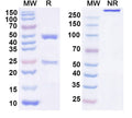 Anti-Human GDF15/MIC1 Reference Antibody (AV 380) – Figure 1 of 1
