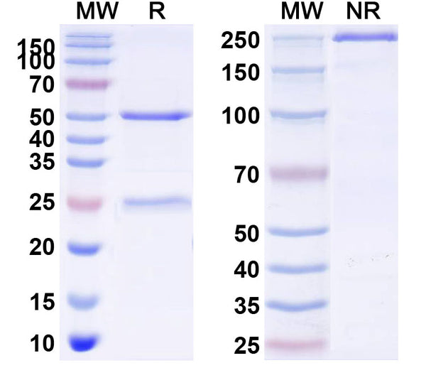 Anti-Human GDF15/MIC1 Reference Antibody (Rilogrotug) – Figure 1 of 1
