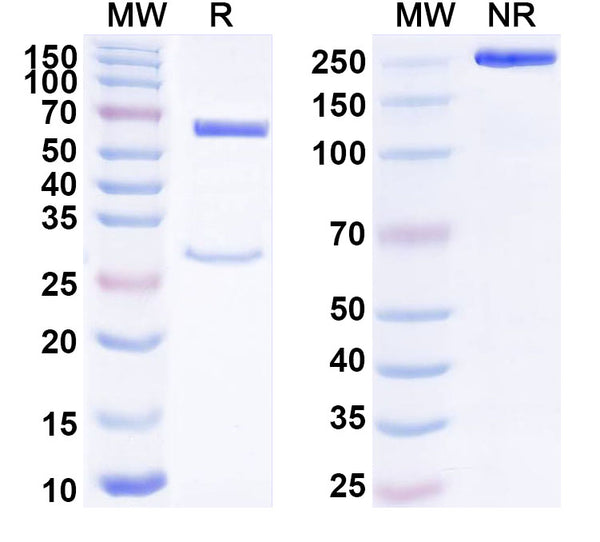 SDS-PAGE for Anti-Human CD312/ADGRE2/EMR2 Antibody (SAA1811)