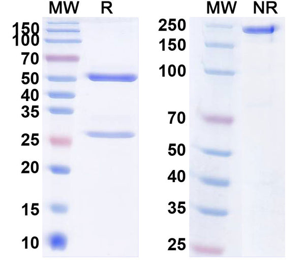 Anti-Human IL-20 Reference Antibody (Fletikumab) – Figure 1 of 1