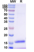 SDS-PAGE for Anti-Human CD209 Nanobody (SAA1327)