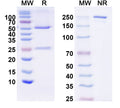 SDS-PAGE for InVivoMAb Anti-Human IL22 (Iv0033).