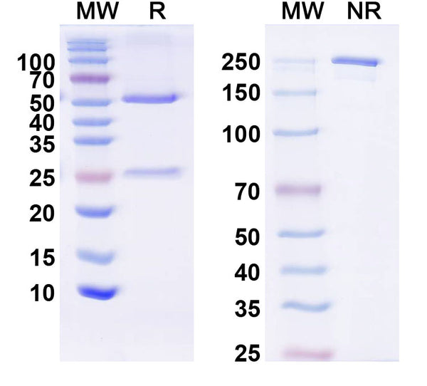 SDS-PAGE for InVivoMAb Anti-Human IL22 (Iv0033).