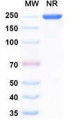 Anti-Human IL-22 Reference Antibody (Fezakinumab) – Figure 1 of 1