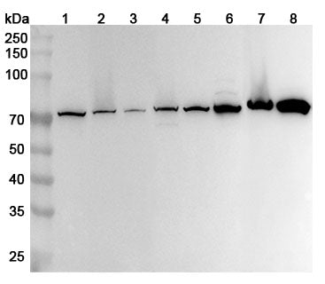 Western blot analysis was performed using anti-ATP6V1A polyclonal antibody at 1ug/mL  on various samples.
Lane 1: HepG2 cell lysate
Lane 2: K562 cell lysate
Lane 3: U87 cell lysate
Lane 4: Daudi cell lysate
Lane 5: NIH3T3 cell lysate
Lane 6: Mouse brain lysate
Lane 7: Mouse kidney lysate
Lane 8: Rat brain lysate