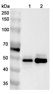 Western blot analysis was performed using anti-ALDH3A2 polyclonal antibody at 1μg/ml on various samples.
Lane 1: MCF-7 cell lysate
Lane 2: Hela cell lysate