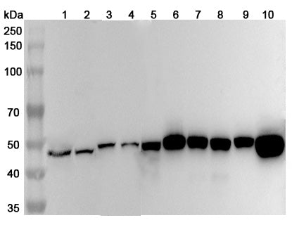 Western blot analysis was performed using anti-FEN1 polyclonal antibody at 1μg/ml on various samples.
Lane 1: Daudi cell lysate
Lane 2: NIH3T3 cell lysate
Lane 3: HepG2 cell lysate
Lane 4: 293T cell lysate
Lane 5: Jurkat cell lysate
Lane 6: PC-12 cell lysate
Lane 7: Mouse testis lysate
Lane 8: Mouse spleen lysate
Lane 9: Rat testis lysate
Lane 10: Rat spleen lysate