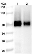 Anti-Human Glypican 3 Reference Antibody (Codrituzumab) – Figure 1 of 4