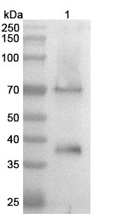 SDS-PAGE for Anti-Human GPC3 Monoclonal Antibody (1A080)