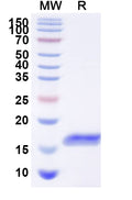 SDS-PAGE for Anti-Human GPC3 Nanobody (HN3)