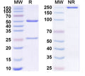 SDS-PAGE for Anti-Human GPC3 Antibody (SAA2001)
