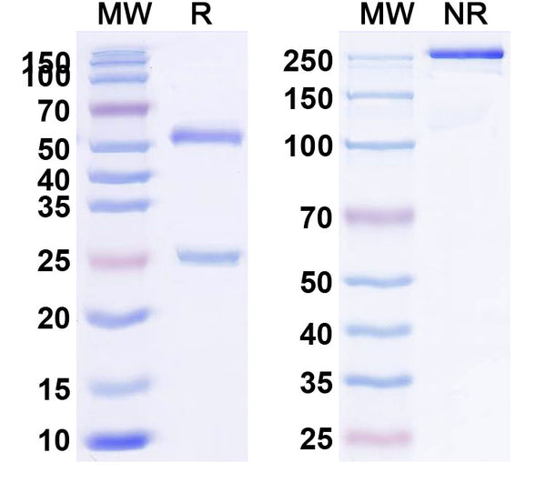 SDS-PAGE for Anti-Human GPC3 Antibody (SAA0134)