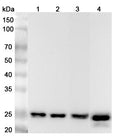 Western blot analysis was performed using anti-ARHGDIA polyclonal antibody at 1μg/ml on various samples.
Lane 1: HL-60 cell lysate
Lane 2: NIH3T3 cell lysate
Lane 3: Mouse lung lysate
Lane 4: Rat lung lysate