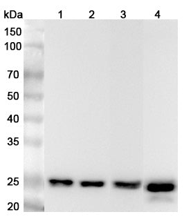 Western blot analysis was performed using anti-ARHGDIA polyclonal antibody at 1μg/ml on various samples.
Lane 1: HL-60 cell lysate
Lane 2: NIH3T3 cell lysate
Lane 3: Mouse lung lysate
Lane 4: Rat lung lysate