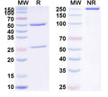 Anti-Human PGF/PlGF/PLGF Reference Antibody (RO5323441) – Figure 1 of 1