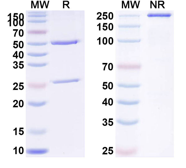 Anti-Human PGF/PlGF/PLGF Reference Antibody (RO5323441) – Figure 1 of 1
